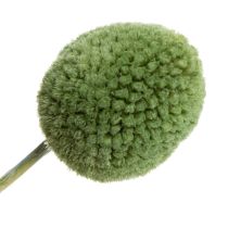 Artikel Trockenpflanzen Craspedia Kugeln 55cm 20 Stück Innen-/Außendekoration