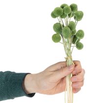 Artikel Trockenpflanzen Craspedia Kugeln 55cm 20 Stück Innen-/Außendekoration