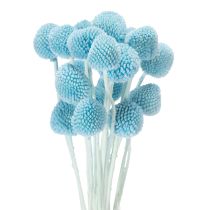 Artikel Craspedia Trockenblumen 55cm Deko für Vase Innenbereich 20 Stück