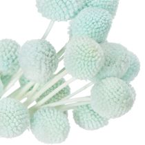 Artikel Trockenblumen Craspedia Bund 55cm für Innenraumdekoration