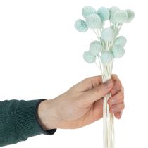 Artikel Trockenblumen Craspedia Bund 55cm für Innenraumdekoration