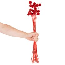 Artikel Trockenblumen Craspedia Rot, 55 cm, 20 Stiele, gefärbt