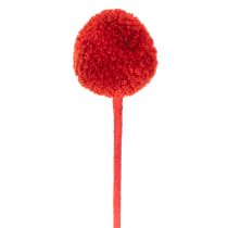 Artikel Trockenblumen Craspedia Rot, 55 cm, 20 Stiele, gefärbt