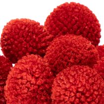 Artikel Trockenblumen Craspedia Rot, 55 cm, 20 Stiele, gefärbt