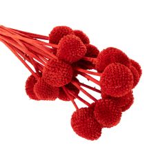 Artikel Trockenblumen Craspedia Rot, 55 cm, 20 Stiele, gefärbt