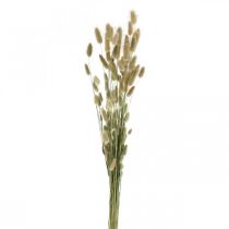 Lagurus getrocknet, Trockenblumen Lagurus, Lagurus Gras Natur L30–70cm 45g