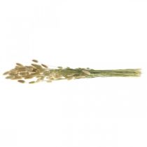 Artikel Lagurus Trockenblumen Deko, Getrocknetes Lampenputzergras, Naturgras L30–70cm 45g