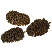 Artikel Deko Erlenzapfen Naturmaterial ca. 3-4cm 200g für Floristen
