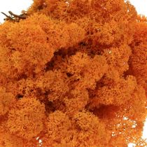 Deko Moos Orange Echtes Moos zum Basteln Getrocknet, gefärbt 500g