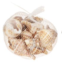 Artikel Muschel Schalen Deko Creme Braun Gestreift 3cm–8cm 300g Maritim Tischdeko