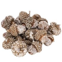 Artikel Eicheln Naturprodukt 1–3 cm Weiß gewaschen 300 g Dekoration