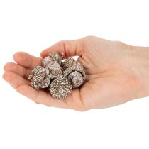 Artikel Eicheln Naturprodukt 1–3 cm Weiß gewaschen 300 g Dekoration