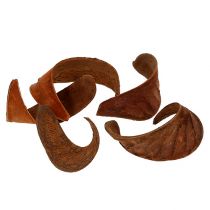 Elephant Ear Natur 25St