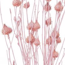 Artikel Erdbeerdistel Trockendistel Distel Deko Hellrosa 58cm 100g