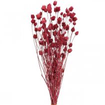 Artikel Trockenblumen Rot Trockendistel Erdbeerdistel Gefärbt 100g