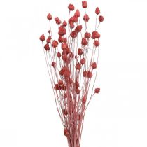 Artikel Trockenblumen Trockendistel Erdbeerdistel Hellrosa 100g