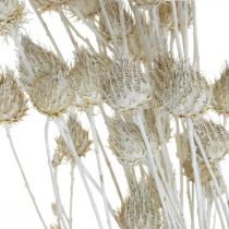 Trockenblumen Weiß Trockendistel Erdbeerdistel Gefärbt 100g