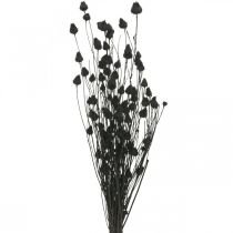 Trockenblumen Schwarz Trockendistel Erdbeerdistel 100g