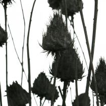 Artikel Trockenblumen Schwarz Trockendistel Erdbeerdistel 100g