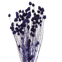 Artikel Erdbeerdisteln Trockendistel Distel Deko Violett 44-58cm 100g für florale Gestaltung