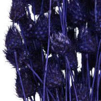 Artikel Erdbeerdisteln Trockendistel Distel Deko Violett 44-58cm 100g für florale Gestaltung