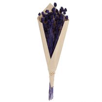 Artikel Erdbeerdisteln Trockendistel Distel Deko Violett 44-58cm 100g für florale Gestaltung