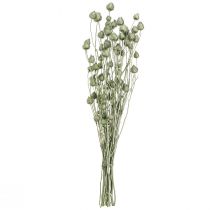 Artikel Erdbeerdisteln Metallic Grün, Effektvolle Trockenblumen-Deko, L55cm Ø1-2cm