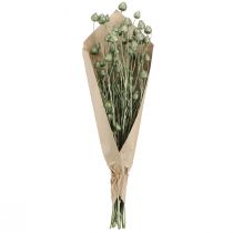 Artikel Erdbeerdisteln Metallic Grün, Effektvolle Trockenblumen-Deko, L55cm Ø1-2cm