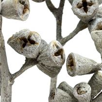 Artikel Eukalyptuszweig Weißgewaschen 25 St