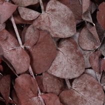 Artikel Eukalyptuszweige konserviert Trockenblumen 75cm dekorative Gestaltung