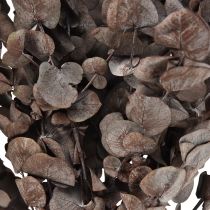 Eukalyptuszweige Eukalyptus Konserviert Rot L49cm 120g