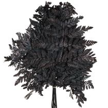 Artikel Farn Deko Schwarz konserviert 45cm 10 St für Floristen