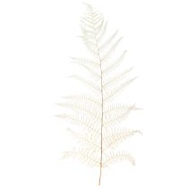 Artikel Farnblätter Weißer Farn Getrocknet Gebleicht 50cm 10 St