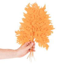 Artikel Farnzweig getrocknet konserviert Orange 42cm 10 Stück für Innenbereich