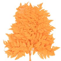 Artikel Farnzweig getrocknet konserviert Orange 42cm 10 Stück für Innenbereich