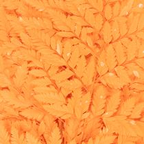 Artikel Farnzweig getrocknet konserviert Orange 42cm 10 Stück für Innenbereich