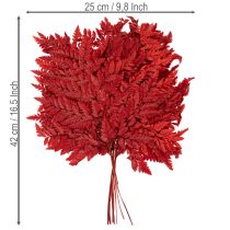 Artikel Farnzweig konserviert gefärbt 42cm Rot 10 Stück für Innenbereich