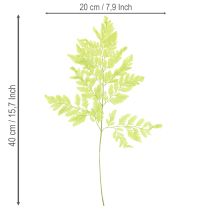 Artikel Konservierter Farn Trockenpflanze 40cm 10 Stück Innenraumdekoration