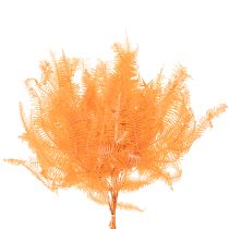 Artikel Farnzweig konserviert Orange 60cm 10 Stück