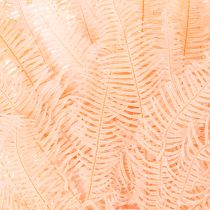 Artikel Getrocknete Farnwedel 60cm Hellrosa 10 St für Dekoration