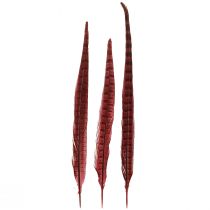Artikel Fasanenfedern Rot Echte Federn Deko Weinrot 35-45cm 9 St für Floristen