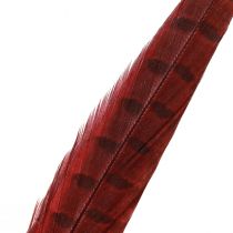 Artikel Fasanenfedern Rot Echte Federn Deko Weinrot 35-45cm 9 St für Floristen