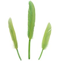 Artikel Dekorative grüne Federn 10cm für kreative und elegante Dekoration