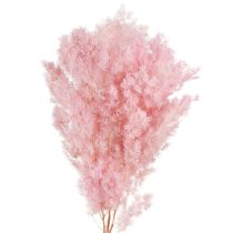 Artikel Federspargel Rosa Trockendeko Asparagus 55-70cm 100g