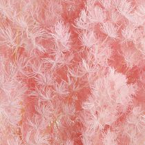 Artikel Federspargel Rosa Trockendeko Asparagus 55-70cm 100g