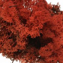 Artikel Deko Moos Rot Siena Naturmoos zum Basteln Getrocknet, gefärbt 500g