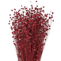 Artikel Flachs Bordeaux Rot Trockendeko - Elegante Tischdekoration mit Stil
