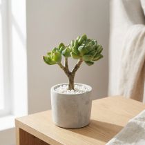 Artikel Sukkulente Echeveria künstlich Grün H15cm