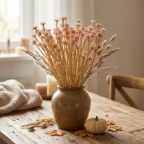 Artikel Italienische Strohblume Künstlich Rosa L28cm - Dekorative Trockenblumen-Optik
