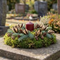 Artikel Wildlilie Naturdeko Exotische Trockenblumen 6-8cm 50 St